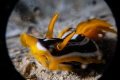 Chromodoris quadricolor  pyjama slug .  f/25  1/160  ISO 100  23mm  UCL 165 and UCL 67 stacked  the vignetting is caused by the use of a bayonet system putting the wet lenses further from the dome   can be overcome by zooming in .   Erik
