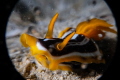 Chromodoris quadricolor pyjama slug . f/25 1/160 ISO 100 23mm UCL 165 and UCL 67 stacked the vignetting is caused by the use of a bayonet system putting the wet lenses further from the dome can be overcome by zooming in . Erik Chromodoris quadricolor pyjama slug . f/25 1/160 ISO 100 23mm UCL 165 and UCL 67 stacked the vignetting is caused by the use of a bayonet system putting the wet lenses further from the dome can be overcome by zooming in . Erik