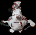 Clown Frogfish or Warty Frogfish  Antennarius maculatus   Nunukan House Reef  Maratua Atoll  Indonesia 