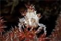 Candy Crab

Veil tree spider crab  Hoplophrys oatesi   ca. 1 5 cm  Nunukan House Reef  Maratua Atoll  Indonesia 