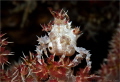 Candy Crab
Veil tree spider crab Hoplophrys oatesi ca. 1 5 cm Nunukan House Reef Maratua Atoll Indonesia Candy Crab
Veil tree spider crab Hoplophrys oatesi ca. 1 5 cm Nunukan House Reef Maratua Atoll Indonesia