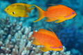 Pseudanthias squamipinnis Pseudanthias squamipinnis