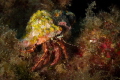 Close up photo of an Hermit Crab Dardanus Arrosor in its typical protective shell taken a few meters deep in the Tyrrhenian Sea near Palermo_ June 2023 Canon60 1/200 f16 iso200
Close up photo of an Hermit Crab Dardanus Arrosor in its typical protective shell taken a few meters deep in the Tyrrhenian Sea near Palermo_ June 2023 Canon60 1/200 f16 iso200