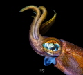 Portrait Squid