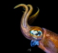 Portrait Squid Portrait Squid