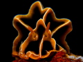 This is a photo of a nudibranch  Reticulidia Halgerda. Spotted off the coast of Acacia Dive Resort in Anilao.