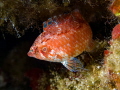 Wrasse Pteragogus trispilus Wrasse Pteragogus trispilus