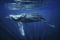 A sight of a humpback whale mother and her precious calf gliding through the crystal clear depths of the ocean. The calf merely one week old retains its pristine white color reminiscent of the day it was born.
A sight of a humpback whale mother and her precious calf gliding through the crystal clear depths of the ocean. The calf merely one week old retains its pristine white color reminiscent of the day it was born.
