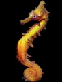 Seahorse Seahorse