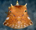Longnose Cowfish Longnose Cowfish