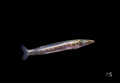 Barracuda larva stage 
Bonfire diving
