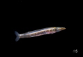 Barracuda larva stage
Bonfire diving Barracuda larva stage
Bonfire diving