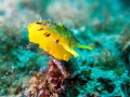 Yellow Umbrella Slug - Tylodina perversa