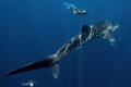 WHALE SHARK-Rhincodon typus
NOSY BE 2022