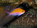 Lovely bicolor anthias with an unsavory roommate