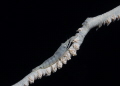 Wire Coral Shrimp