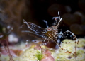 Sun Anemone Shrimp