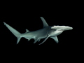 Young female hammerhead shark during a night dive