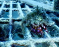 Crab at Nemo’s Science Garden in Noli, Italy