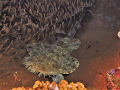 Wobbegong shark in a coral bowl, Raja Ampat