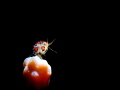 Ladybug Amphipod, approx 2mm long, photographed with Olympus TG6 and Backscatter Miniflash with snoot.

Spotted in Komodo national park, this was the only one willing to sit still in the light as they are usually very skittish.