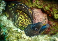 A great Moray eel … Location : Lesvos island … Camera Olympus TG6 and lighting Sea frog Mk-02 x2 … depth is 20 meters around ..