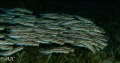 Schooling eel catfish
Dahab, Egypt
CAnon G7X MkII, 2 x Inon S2000 strobe, 
F/11 1/2000, ISO125