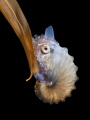 Juvenile paper nautilus (Argonauta argo) during a blackwater dive.