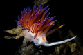 Cratena nudibranch_2023
(Canon100,1/200,f18,iso200)