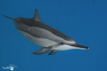 Stenella longirostris 
Mauritius 2023