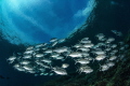 Group of Carangi taken almost on the surface, with the sky reflected on the surface.