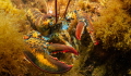 Atlantic lobster, Panasonic Lumix G7, Olympus Fisheye PRO
