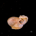 Octopus 
Bonfire diving