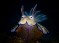 Shot taken with Olympus TG6 and a torch.