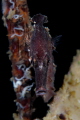 Seahorse