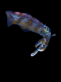 Juvenile Sepioteuthis lessoniana (bigfin reef squid) during a blackwater dive