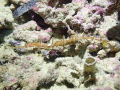 Looks a seadragon but not know whats is realy is... Looks a seadragon but not know whats is realy is...