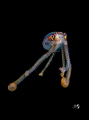 Octopus
Bonfire diving
Aguadilla Puerto Octopus
Bonfire diving
Aguadilla Puerto
