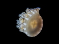 Upside down Jellyfish   Cassiopea andromeda
