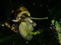 A small snail in a fresh water lake in the Netherlands. The picture is taken with a snoot and also a waterplant catched light.