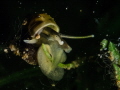 A small snail in a fresh water lake in the Netherlands. The picture is taken with a snoot and also a waterplant catched light. A small snail in a fresh water lake in the Netherlands. The picture is taken with a snoot and also a waterplant catched light.