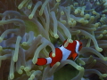Clownfish in Anemone Clownfish in Anemone