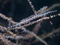 Tozuma armatum saw blade shrimp . f/8 1/60 ISO 200 30mm UCL 165 . Els Tozuma armatum saw blade shrimp . f/8 1/60 ISO 200 30mm UCL 165 . Els