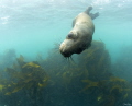Cape fur seal