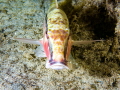 Red Sea Goatfish Parupeneus forsskali Red Sea Goatfish Parupeneus forsskali