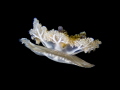 Upside-down Jellyfish - Cassiopea andromeda