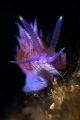 If you were to count all the shades of white  purple  orange  yellow  blue and pink contained in a Mediterranean Flabellina I think one page  in small print  would not be enough  Sept_2023  Canon100  1/200 f13 iso100 