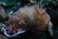 Nudibranch Nudibranch