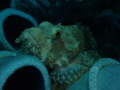 Scorpionfish Scorpionfish