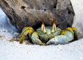  Ghost Crab  I see you too    I came across this Ghost Crab while walking on a deserted beach in the Maldives. I was truly amazed at the beautiful muted colors of this crab. Though timid  the crab stayed long enough for me to snap this picture.